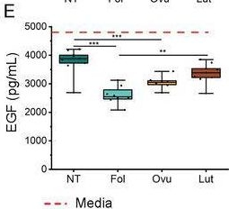 Fig.4.E showing Enzyme-linked immunosorbent assay from the publication: Mammary Microvessels are Sensitive to Menstrual Cycle Sex Hormones.