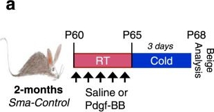 Fig.3.A from the publication: Age-dependent Pdgfrβ signaling drives adipocyte progenitor dysfunction to alter the beige adipogenic niche in male mice.