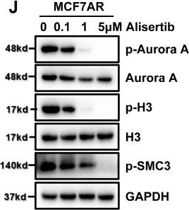 Fig.2.J showing Western Blotting in a Homo sapiens (Human) sample from the publication: Targeting Aurora A Kinase Enhance the CDK4/6 Inhibitor Sensitivity in HR+/HER2- Breast Cancer.
