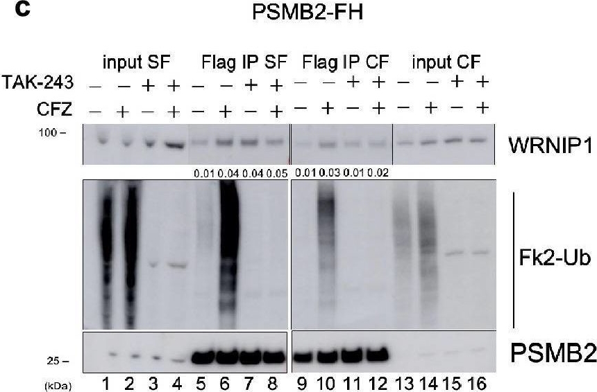 Fig.4.C showing Western Blotting in a Homo sapiens (Human) sample from the publication: NEIL3-mediated proteasomal degradation facilitates the repair of cisplatin-induced DNA damage in human cells.