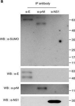 Fig.4.B showing Western Blotting from the publication: SUMOylation Is Essential for Dengue Virus Replication and Transmission in the Mosquito Aedes aegypti.