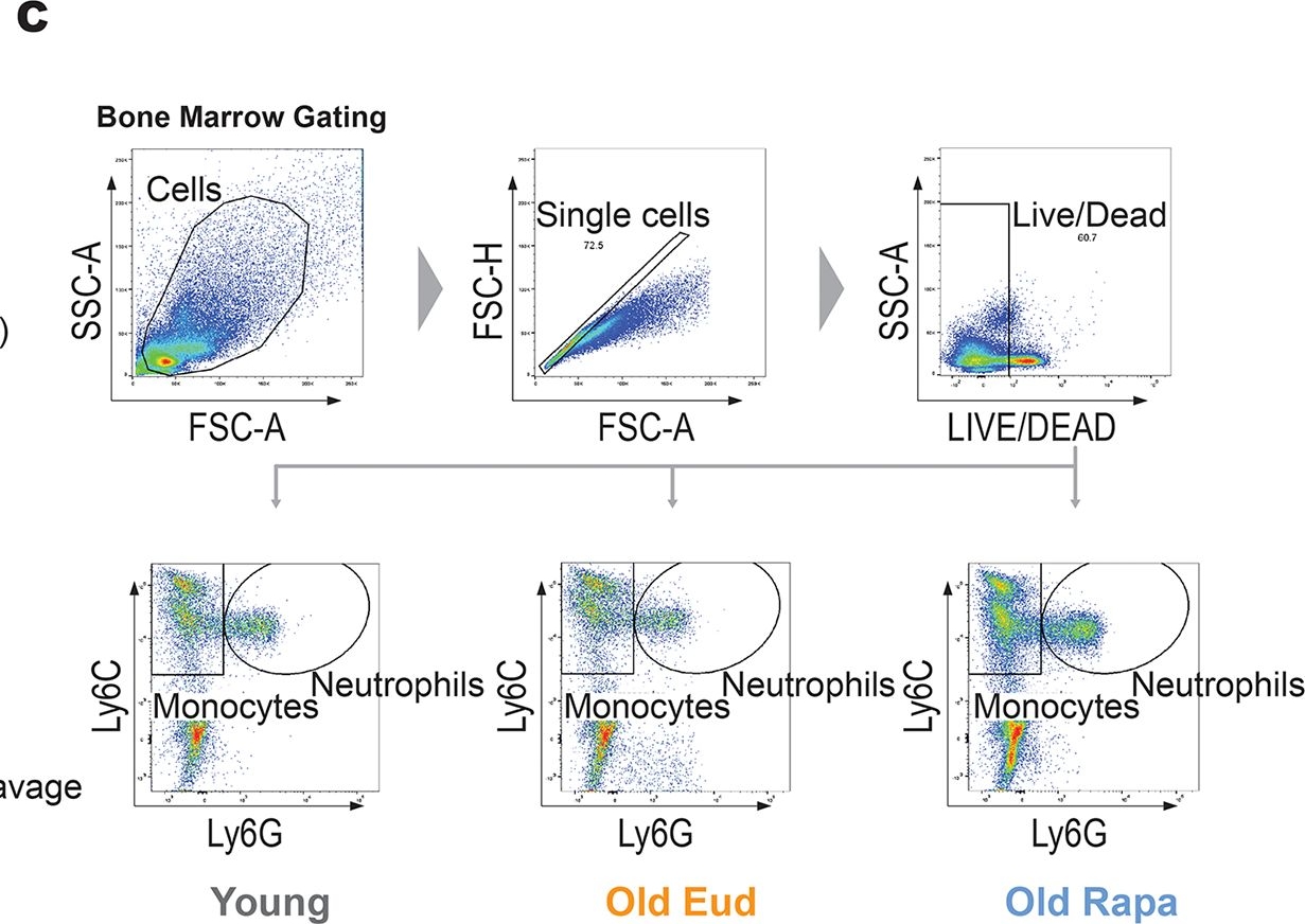 Fig.1.C showing Flow cytometry/Cell sorting in a Mus musculus (House mouse) sample from the publication: Long-term rapamycin treatment suppresses IL-17-producing gamma delta T cells and blunts neuroinflammation in aging.
