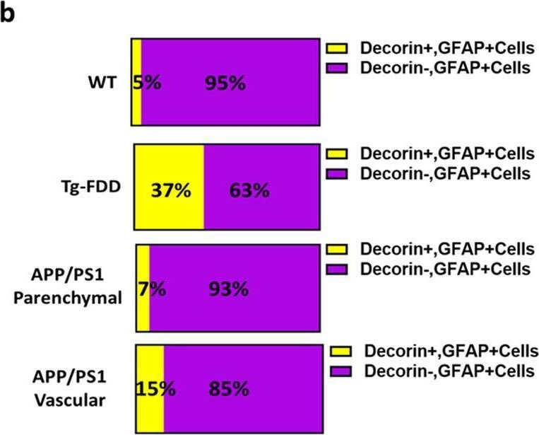 Fig.6.B from the publication: Activated endothelial cells induce a distinct type of astrocytic reactivity.
