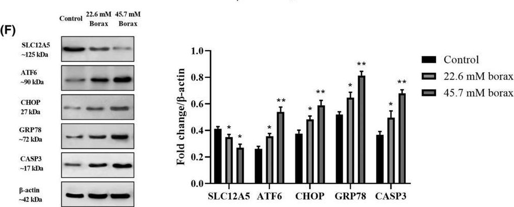 Fig.5.F showing Western Blotting in a Homo sapiens (Human) sample from the publication: Borax affects cellular viability by inducing ER stress in hepatocellular carcinoma cells by targeting SLC12A5.