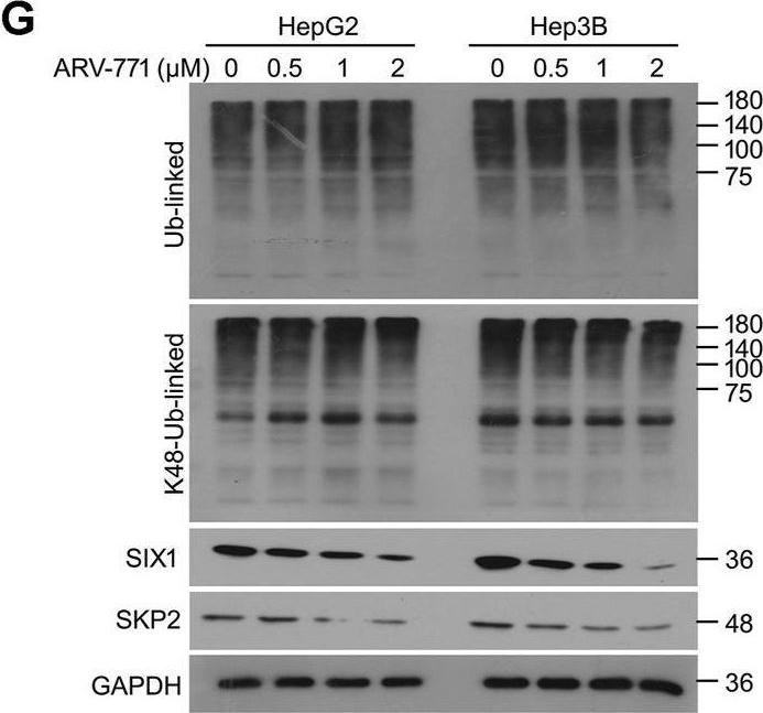 Fig.4.G showing Western Blotting in a Homo sapiens (Human) sample from the publication: ARV-771 Acts as an Inducer of Cell Cycle Arrest and Apoptosis to Suppress Hepatocellular Carcinoma Progression.