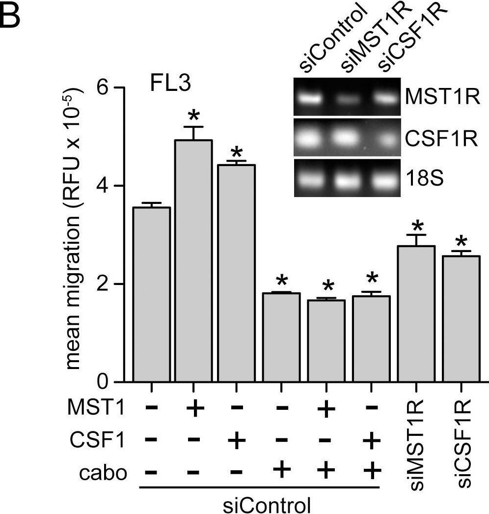 Fig.6.B showing Western Blotting from the publication: Autocrine signaling by receptor tyrosine kinases in urothelial carcinoma of the bladder.
