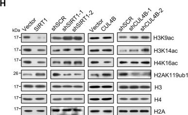 Fig.2.H showing Western Blotting in a Rattus norvegicus (Rat) sample from the publication: SIRT1 coordinates with the CRL4B complex to regulate pancreatic cancer stem cells to promote tumorigenesis.