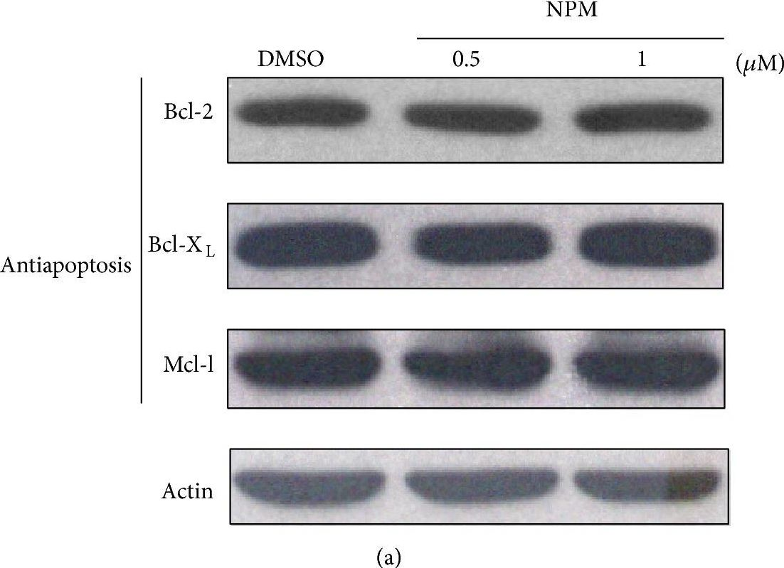 Fig.5.A showing Western Blotting in a Homo sapiens (Human) sample from the publication: N-(1-pyrenyl) maleimide induces bak oligomerization and mitochondrial dysfunction in Jurkat Cells.