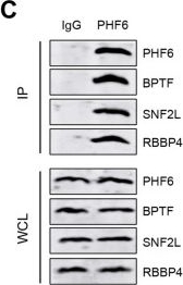 Fig.3.C showing Western Blotting from the publication: PHF6 recruits BPTF to promote HIF-dependent pathway and progression in YAP-high breast cancer.