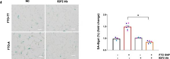 Fig.7.D showing Immunohistochemistry from the publication: An obesogenic FTO allele causes accelerated development, growth and insulin resistance in human skeletal muscle cells.