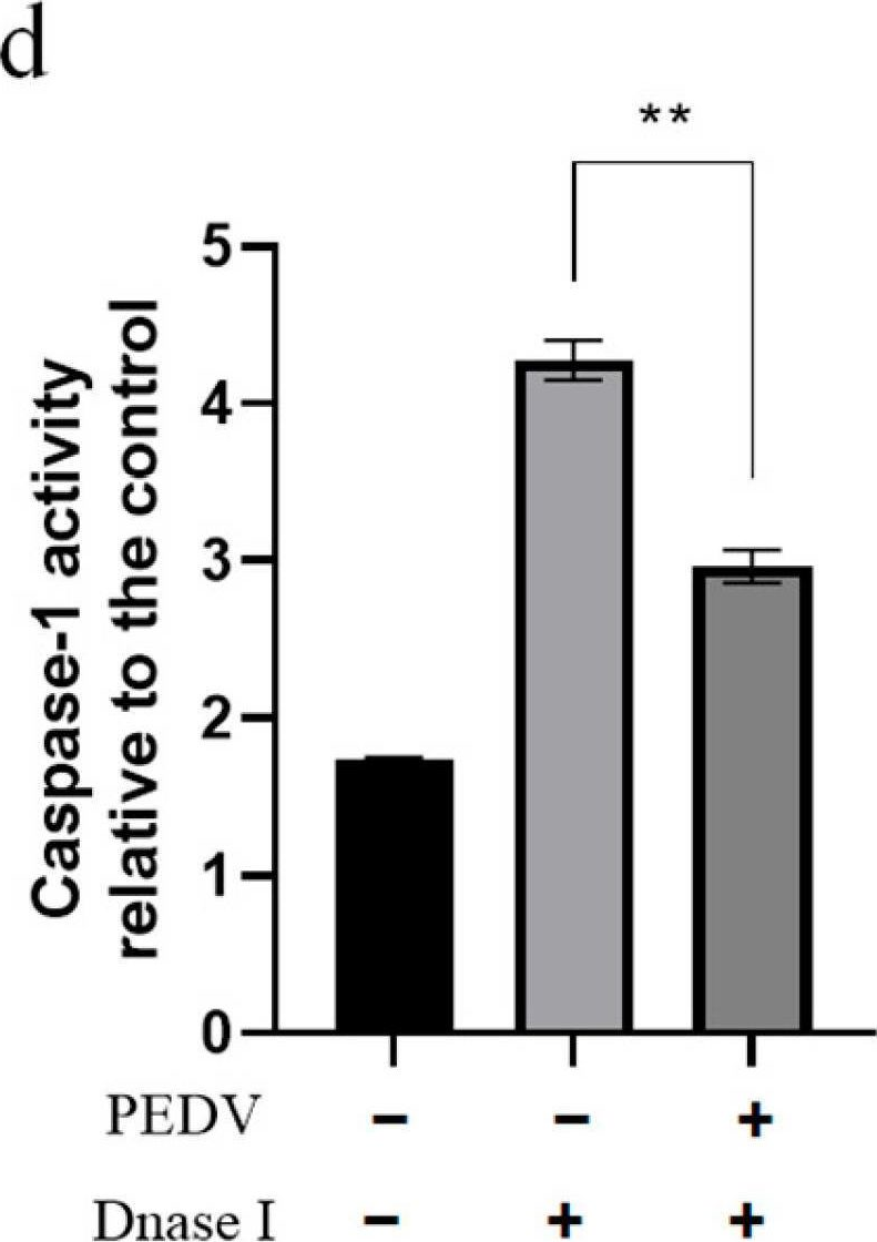 Fig.7.D from the publication: Porcine Epidemic Diarrhea Virus Infection of Porcine Intestinal Epithelial Cells Causes Mitochondrial DNA Release and the Activation of the NLRP3 Inflammasome to Mediate Interleukin-1β Secretion.