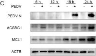 Fig.7.C showing Western Blotting from the publication: MCL1 promotes porcine epidemic diarrhea virus replication by modulating arachidonic acid metabolic pathway.