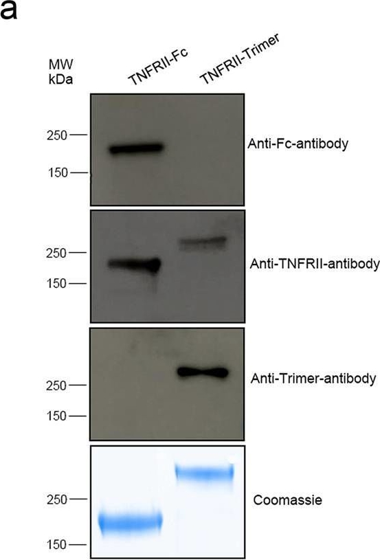 Fig.3.A showing Western Blotting from the publication: Trivalent soluble TNF Receptor, a potent TNF-α antagonist for the treatment collagen-induced arthritis.