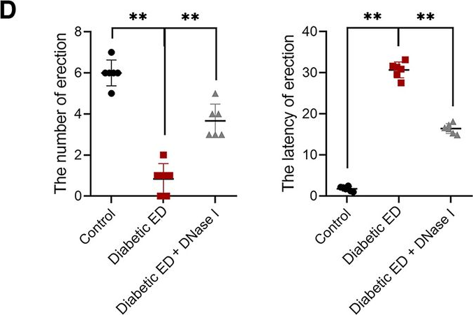 Fig.4.D from the publication: Neutrophil extracellular traps promote erectile dysfunction in rats with diabetes mellitus by enhancing NLRP3-mediated pyroptosis.