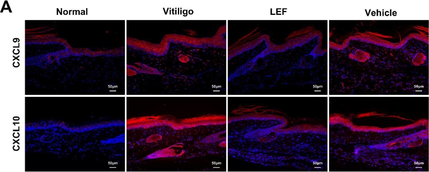 Fig.3.A showing Immunohistochemistry-immunofluorescence in a Mus musculus (House mouse) sample from the publication: Leflunomide-Mediated Immunomodulation Inhibits Lesion Progression in a Vitiligo Mouse Model.