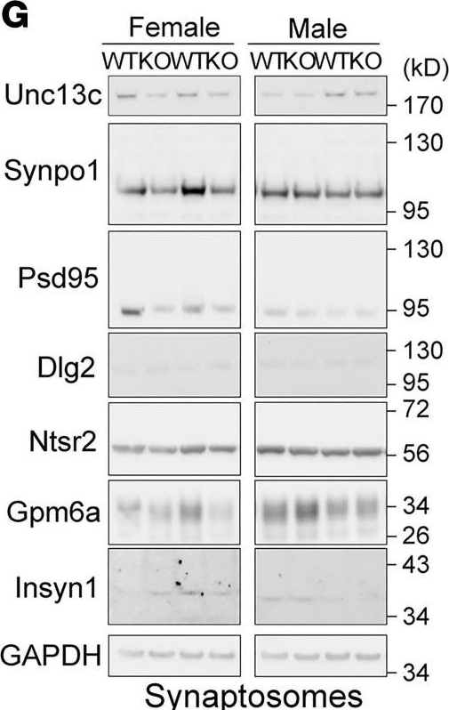 Fig.6.G showing Western Blotting in a Mus musculus (House mouse) sample from the publication: Chronic pharmacologic manipulation of dopamine transmission ameliorates metabolic disturbance in Trappc9-linked brain developmental syndrome.