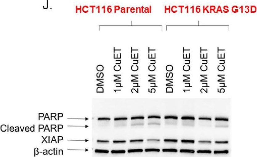 Fig.1.J showing Western Blotting from the publication: Diethyldithiocarbamate-copper complex ignites the tumor microenvironment through NKG2D-NKG2DL axis.