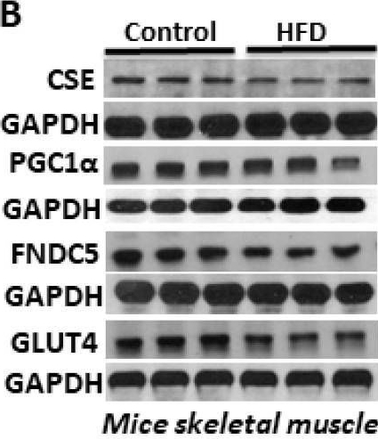 Fig.1.B showing Western Blotting in a Mus musculus (House mouse) sample from the publication: Hydrogen Sulfide Regulates Irisin and Glucose Metabolism in Myotubes and Muscle of HFD-Fed Diabetic Mice.