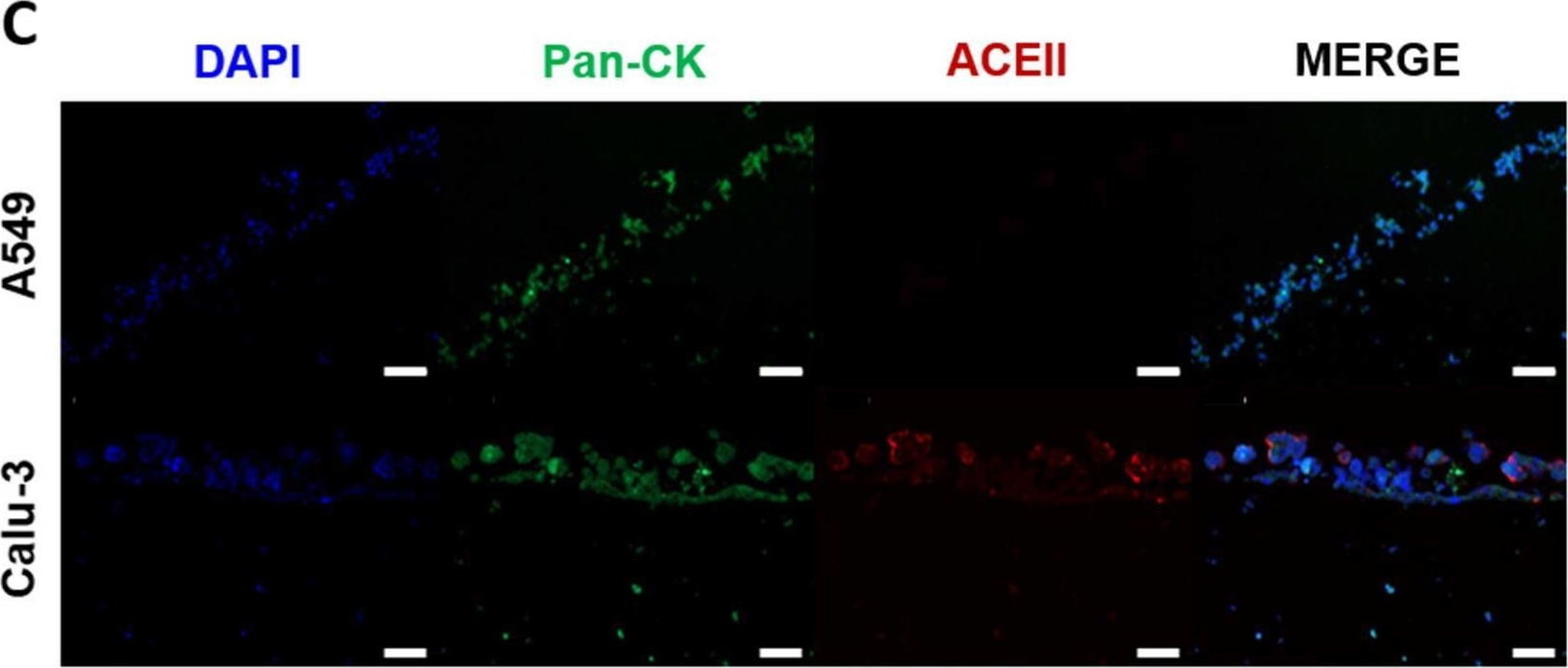 Fig.4.C showing Immunohistochemistry-immunofluorescence from the publication: Bioprinted Four-Cell-Type Lung Model for Viral Infection Studies Under Air-Liquid Interface Conditions.