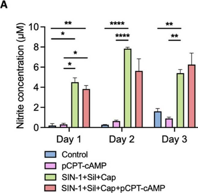 Fig.5.A from the publication: Combined Pharmacological Conditioning of Endothelial Cells for Improved Vascular Graft Endothelialization.