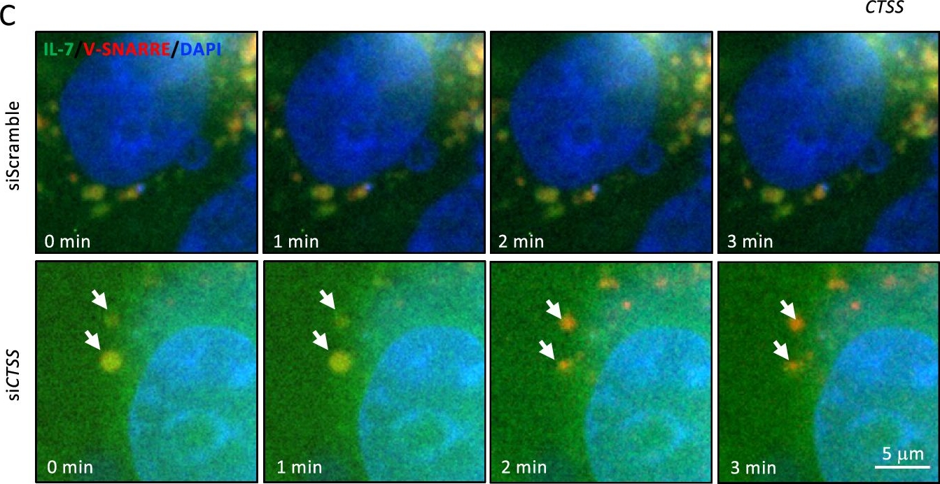 Fig.3.C showing Immunocytochemistry-immunofluorescence from the publication: Unraveling Cathepsin S regulation in interleukin-7-mediated anti-tumor immunity reveals its targeting potential against oral cancer.