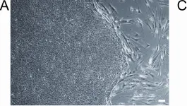Fig.1.A showing Flow cytometry/Cell sorting in a Homo sapiens (Human) sample from the publication: The ROCK inhibitor Y-27632 improves recovery of human embryonic stem cells after fluorescence-activated cell sorting with multiple cell surface markers.