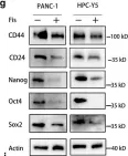 Fig.2.G showing Western Blotting from the publication: Post-translational modification of CDK1-STAT3 signaling by fisetin suppresses pancreatic cancer stem cell properties.