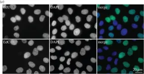 Fig.1.A showing Immunocytochemistry-immunofluorescence in a Homo sapiens (Human) sample from the publication: Dr Jekyll and Mr Hyde: a strange case of 5-ethynyl-2'-deoxyuridine and 5-ethynyl-2'-deoxycytidine.