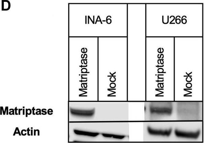 Fig.1.D showing Western Blotting in a Homo sapiens (Human) sample from the publication: The serine protease matriptase inhibits migration and proliferation in multiple myeloma cells.