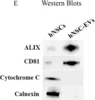 Fig.1.E showing Western Blotting from the publication: Intranasally administered extracellular vesicles from human induced pluripotent stem cell-derived neural stem cells quickly incorporate into neurons and microglia in 5xFAD mice.