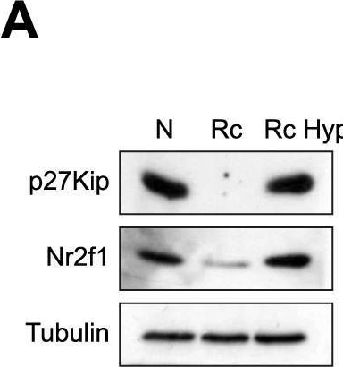 Fig.4.A showing Western Blotting from the publication: The sensitivity to Hsp90 inhibitors of both normal and oncogenically transformed cells is determined by the equilibrium between cellular quiescence and activity.