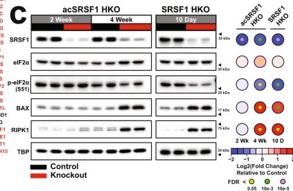 Fig.8.C showing Western Blotting in a Mus musculus (House mouse) sample from the publication: Splicing factor SRSF1 deficiency in the liver triggers NASH-like pathology and cell death.