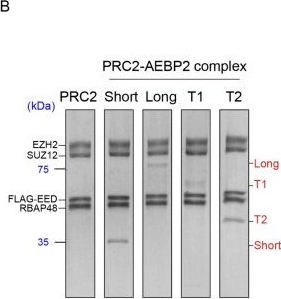 Fig.2.B showing Western Blotting in a Mus musculus (House mouse) sample from the publication: Opposing function of AEBP2 isoforms fine-tune PRC2 catalytic activity.