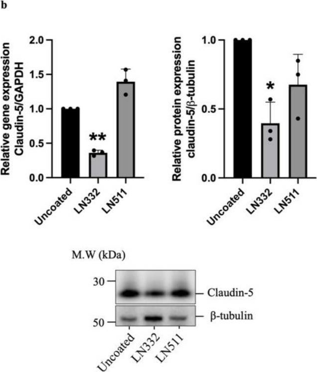Fig.5.B showing Western Blotting in a Homo sapiens (Human) sample from the publication: TNF Induces Laminin-332-Encoding Genes in Endothelial Cells and Laminin-332 Promotes an Atherogenic Endothelial Phenotype.