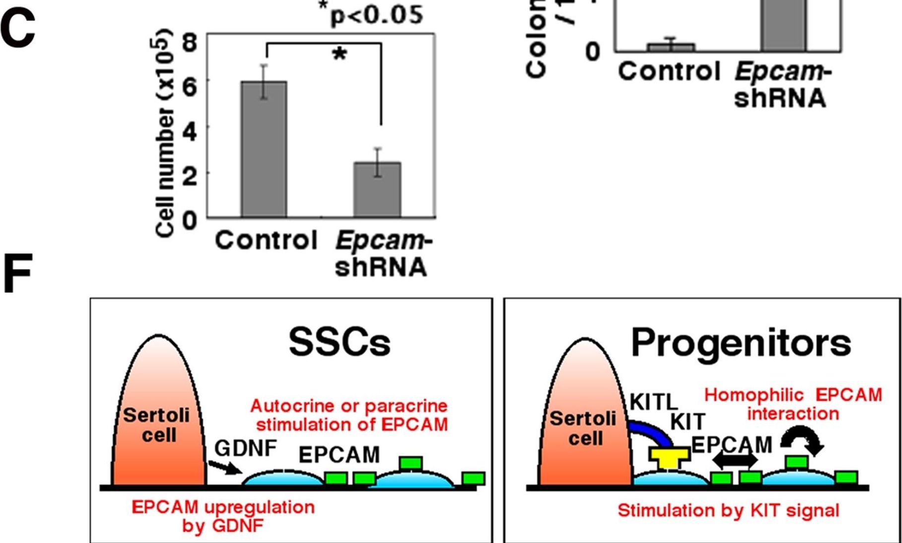Fig.5.C showing Flow cytometry/Cell sorting in an Epinephelus coioides (Orange-spotted grouper) sample from the publication: Dynamic changes in EPCAM expression during spermatogonial stem cell differentiation in the mouse testis.