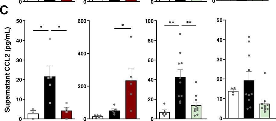 Fig.4.C showing Enzyme-linked immunosorbent assay from the publication: Smoking status impacts treatment efficacy in smoke-induced lung inflammation: A pre-clinical study.