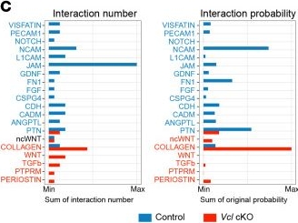 Fig.9.C from the publication: Vinculin influences essential processes in enteric nervous system development and Hirschsprung disease pathogenesis.