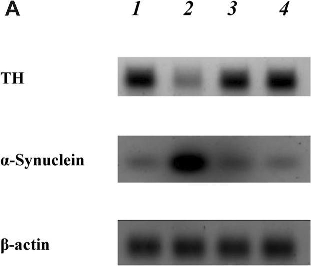Fig.8.A showing Western Blotting in a Mus musculus (House mouse) sample from the publication: Marula oil nanoemulsion improves motor function in experimental parkinsonism via mitigation of inflammation and oxidative stress.