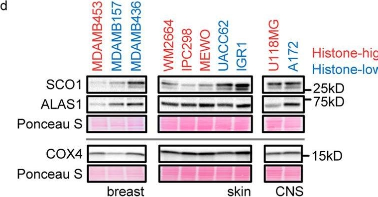 Fig.4.D showing Western Blotting in a Homo sapiens (Human) sample from the publication: Cancer cell histone density links global histone acetylation, mitochondrial proteome and histone acetylase inhibitor sensitivity.