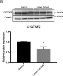 Fig.3.B showing Western Blotting from the publication: Transcriptome-based repurposing of apigenin as a potential anti-fibrotic agent targeting hepatic stellate cells.