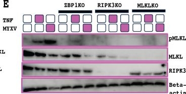 Fig.11.E showing Western Blotting in a Mus musculus (House mouse) sample from the publication: Divergence in poxvirus-encoded E3-like proteins can dictate poxvirus activation of cellular necroptosis.