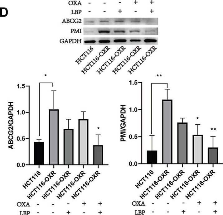 Fig.6.D showing Western Blotting in a Mus musculus (House mouse) sample from the publication: Lycium barbarum polysaccharide reverses drug resistance in oxaliplatin-resistant colon cancer cells by inhibiting PI3K/AKT-dependent phosphomannose isomerase.