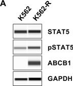 Fig.3.A showing Western Blotting in a Homo sapiens (Human) sample from the publication: Eradication of Therapy-Resistant Cancer Stem Cells by Novel Telmisartan Derivatives.