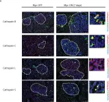Fig.2.A showing Immunohistochemistry in a Mus musculus (House mouse) sample from the publication: Deficiency for the cysteine protease cathepsin L impairs Myc-induced tumorigenesis in a mouse model of pancreatic neuroendocrine cancer.