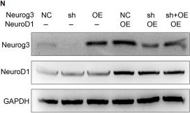 Fig.7.N showing Western Blotting from the publication: Neurogenic inducers inhibit the proliferation of pancreatic cancer by promoting tumor cell transdifferentiation.