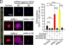 Fig.6.D showing Immunocytochemistry-immunofluorescence from the publication: Rb suppresses collective invasion, circulation and metastasis of breast cancer cells in CD44-dependent manner.