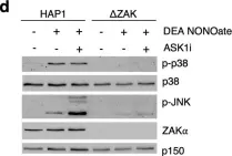 Fig.1.D showing Western Blotting from the publication: Nitric oxide-induced ribosome collision activates ribosomal surveillance mechanisms.