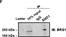 Fig.5.F showing Western Blotting in a Homo sapiens (Human) sample from the publication: A novel partnership between lncTCF7 and SND1 regulates the expression of the TCF7 gene via recruitment of the SWI/SNF complex.