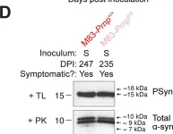 Fig.6.D showing Western Blotting from the publication: α-Synuclein strain propagation is independent of cellular prion protein expression in a transgenic synucleinopathy mouse model.