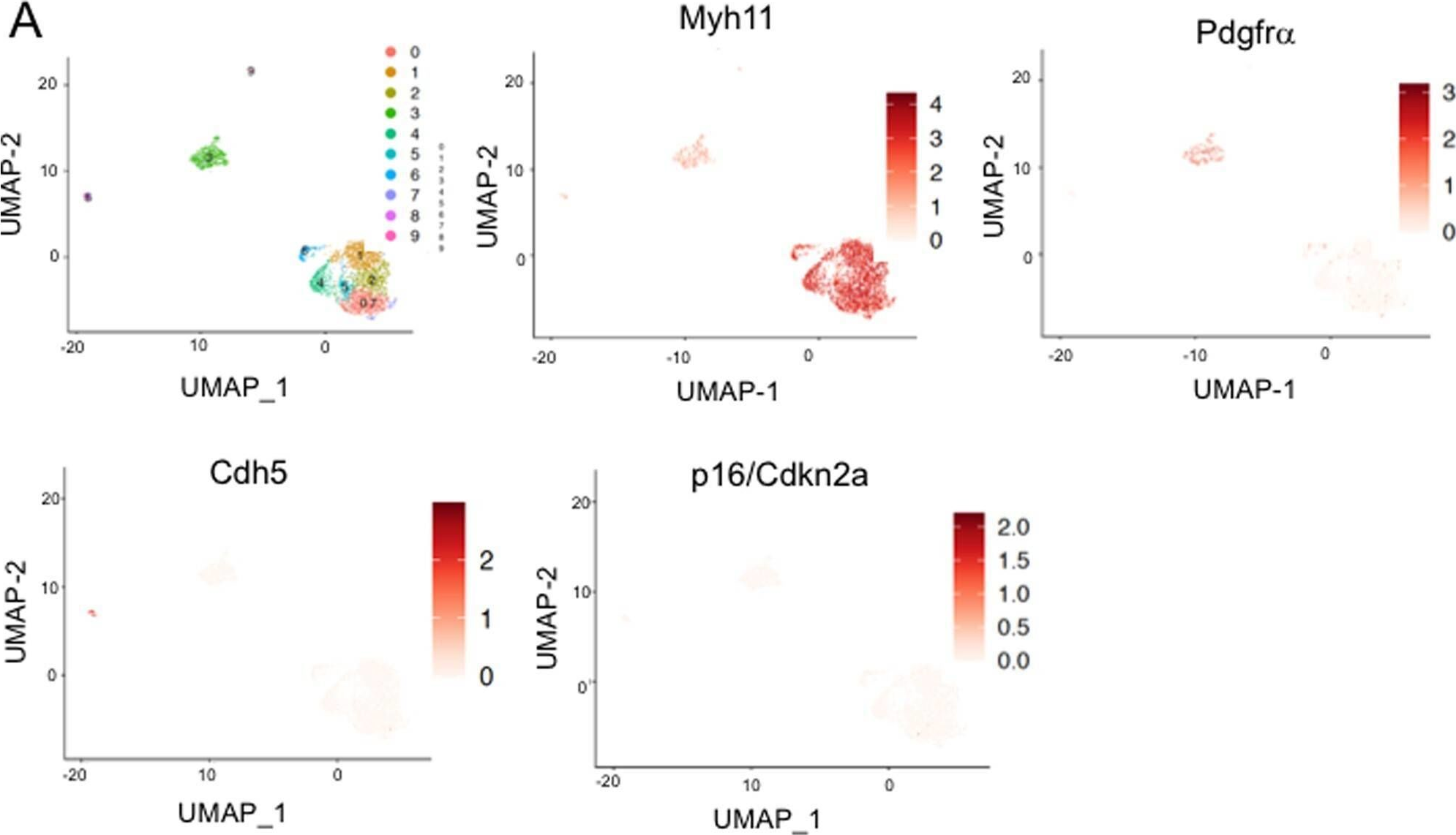 Fig.2.A showing Flow cytometry/Cell sorting from the publication: Efficacy and limitations of senolysis in atherosclerosis.